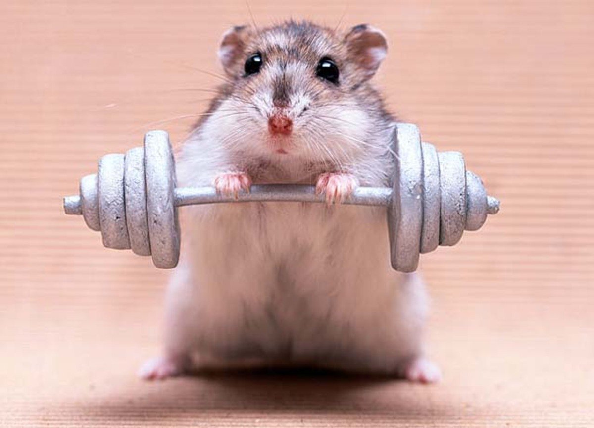 Хомяк в тренажерном зале