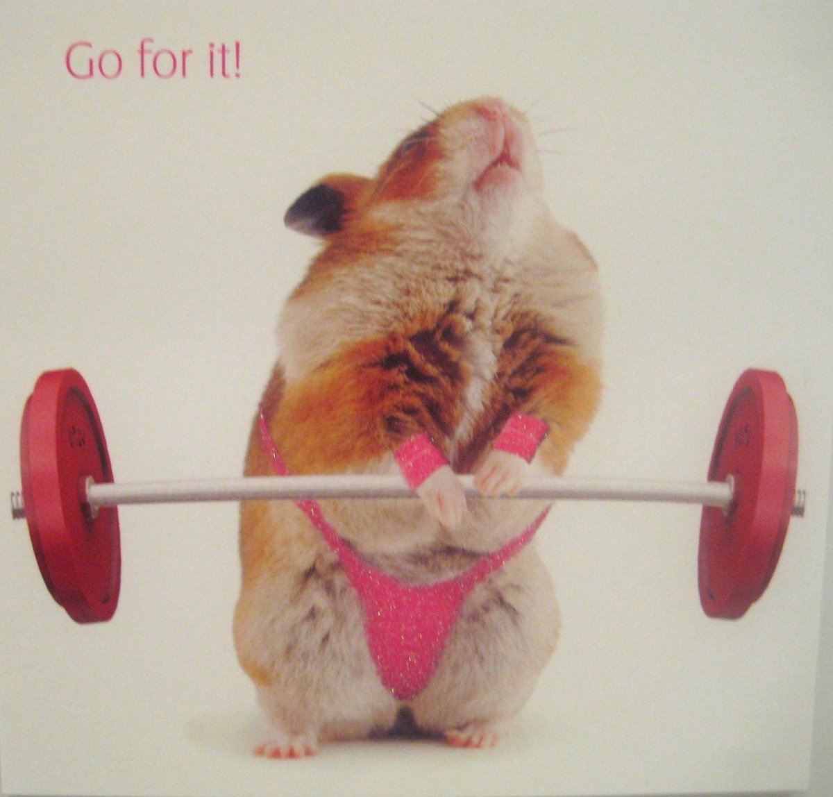 Накаченный хомяк