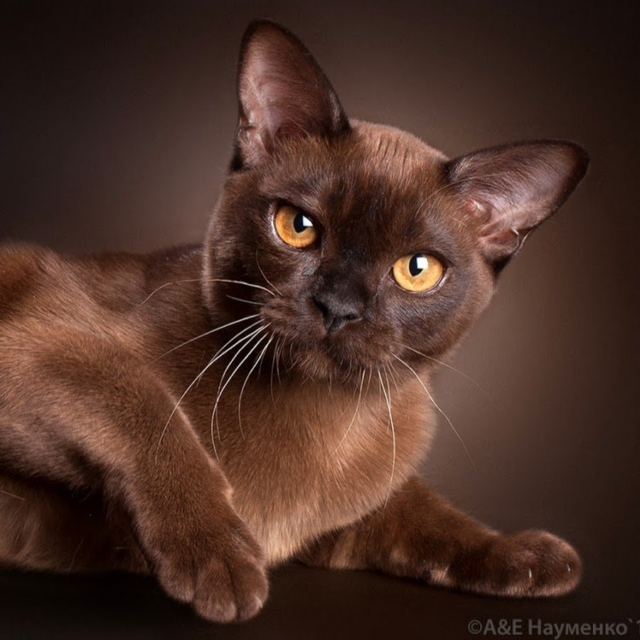 Бурманская порода кошек