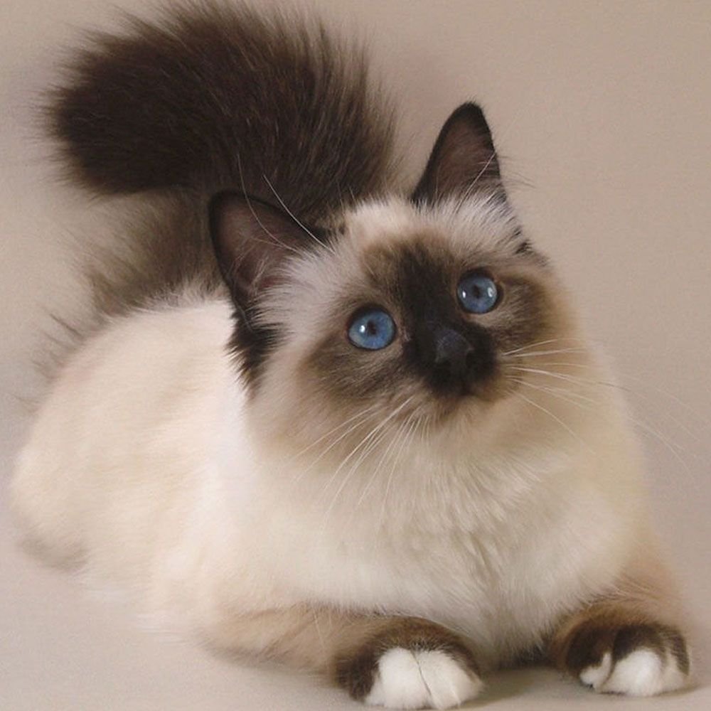 Балинезийская кошка