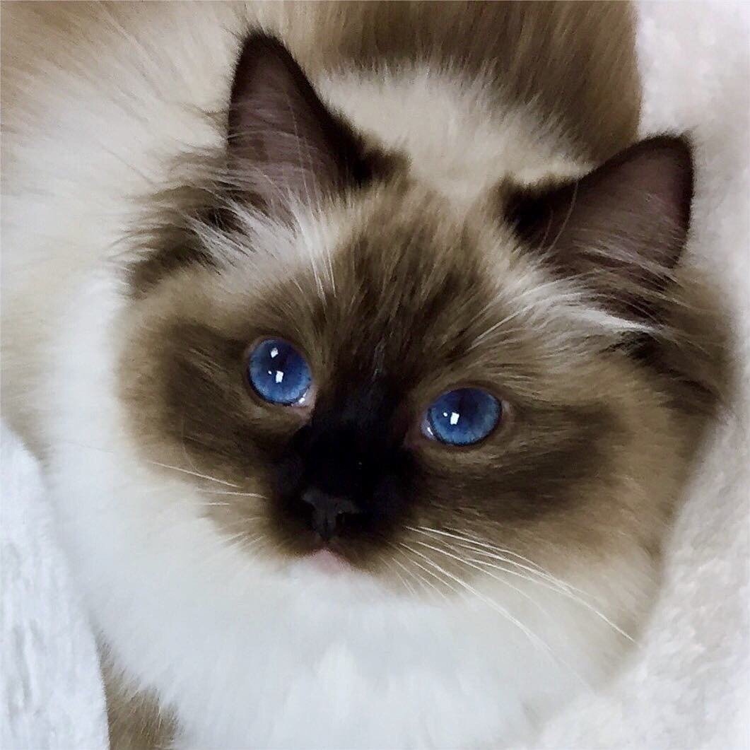 Балинезийская Рэгдолл