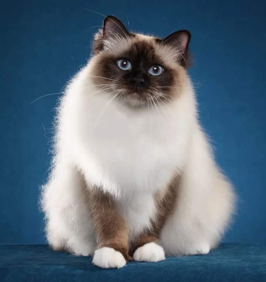 Колор-Пойнт кошка