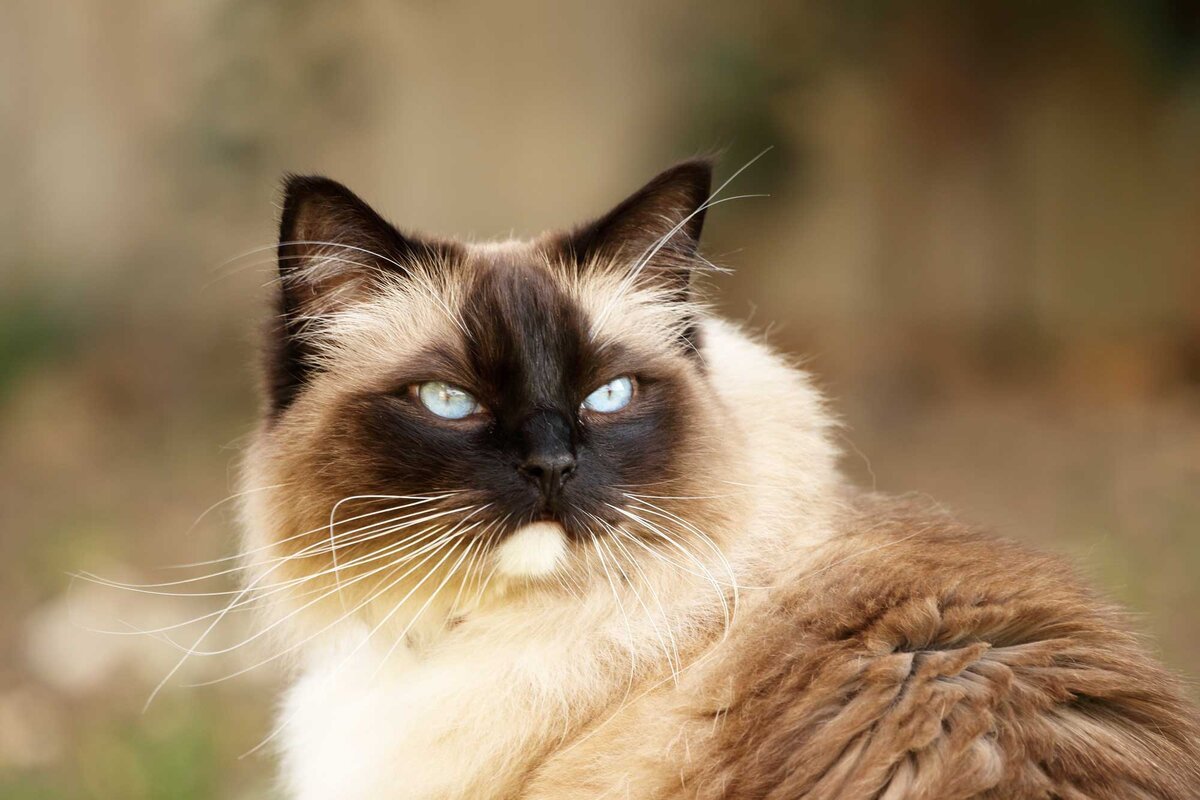 Бирманская кошка