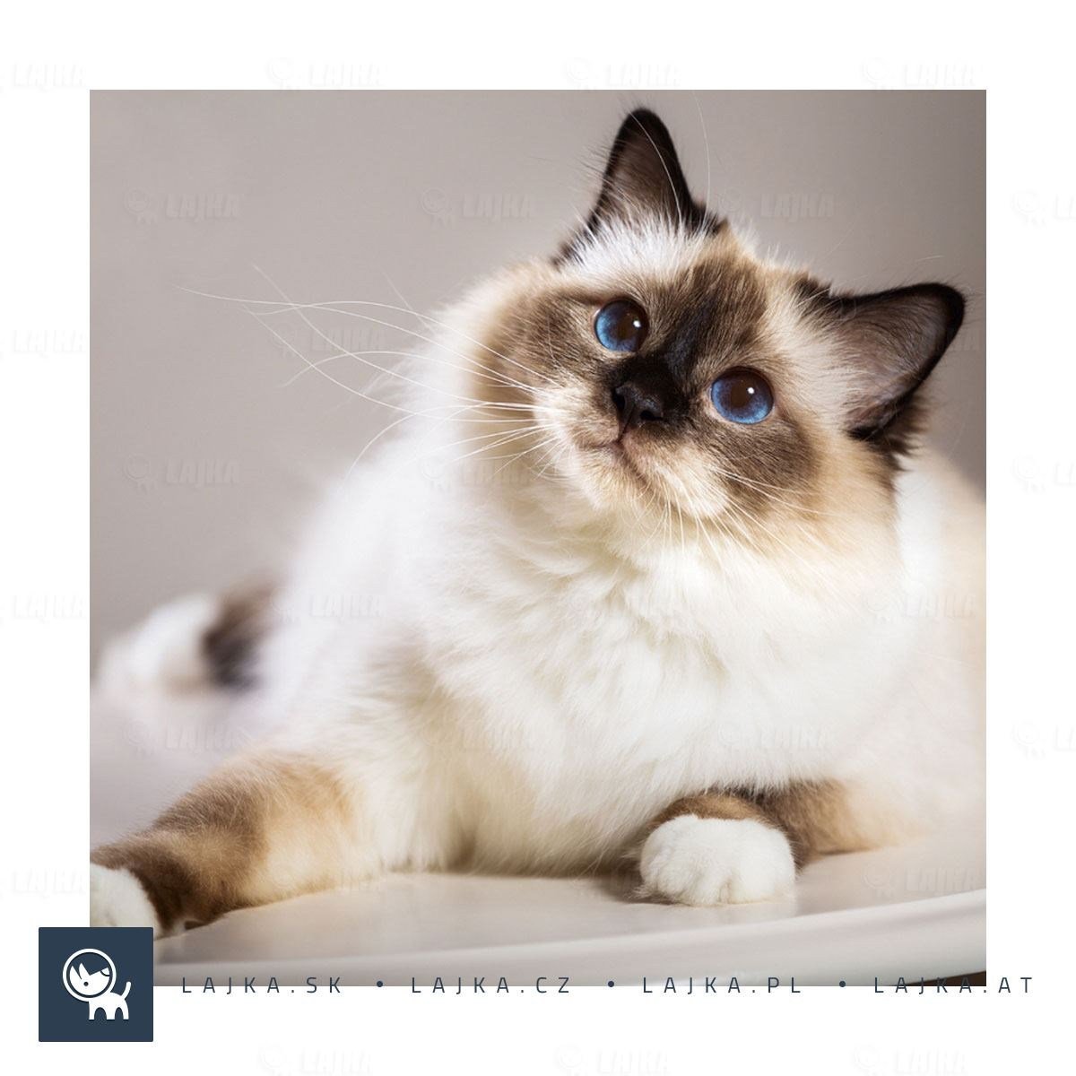 Священная Бирма кошка