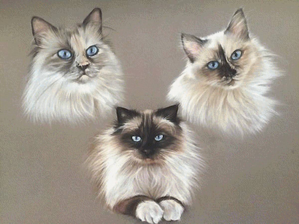 Рисунки акварель кошки породы бирманская