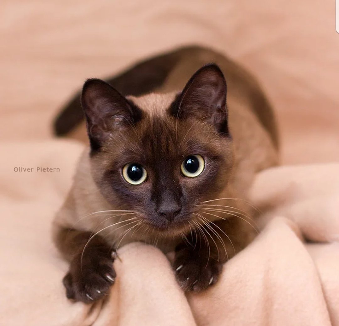 Сиамская Бурма