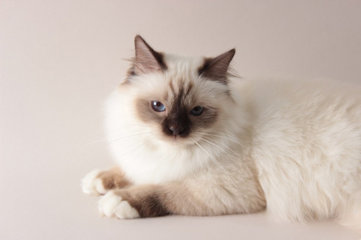 Бирма колор Пойнт