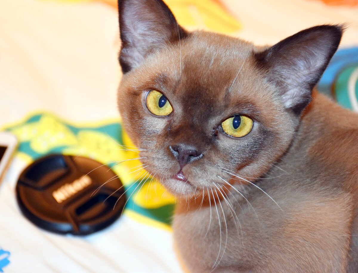 Европейская Бурма