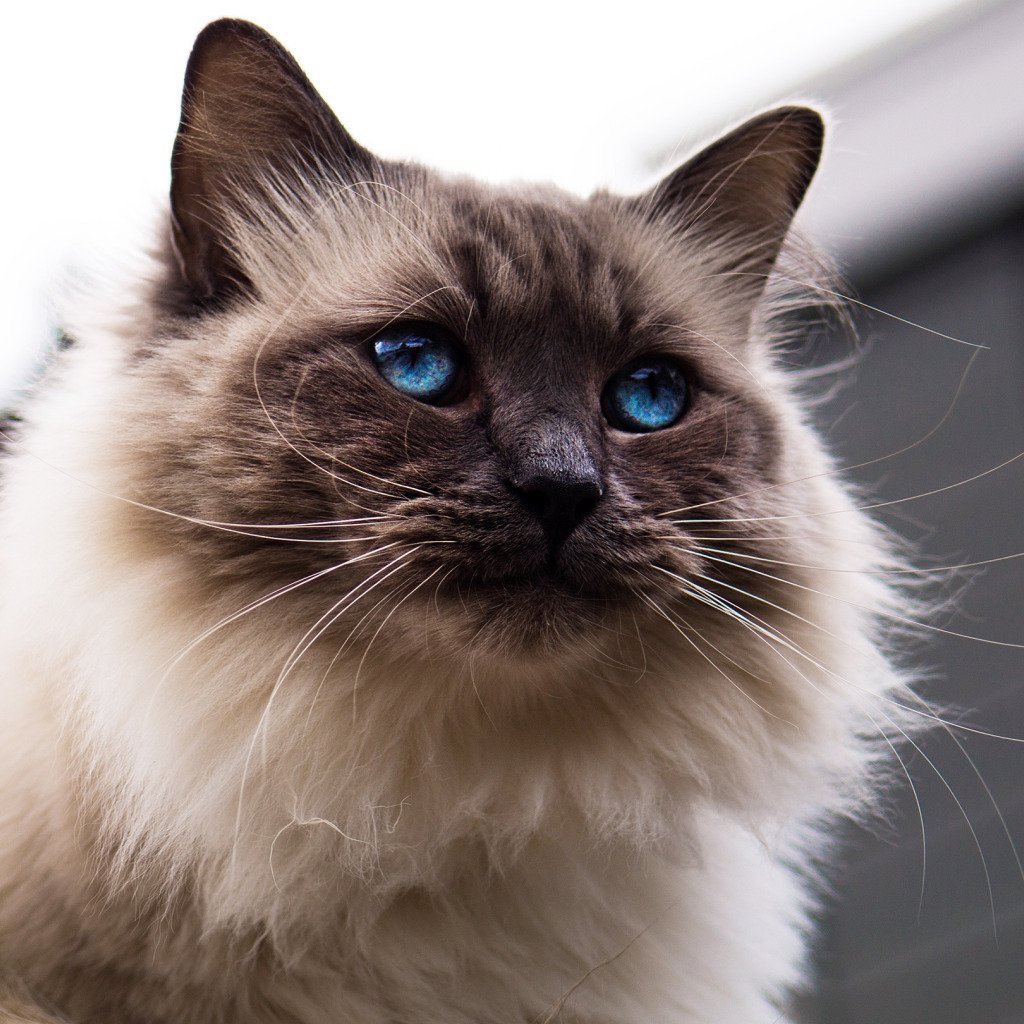 Балинезийская Рэгдолл