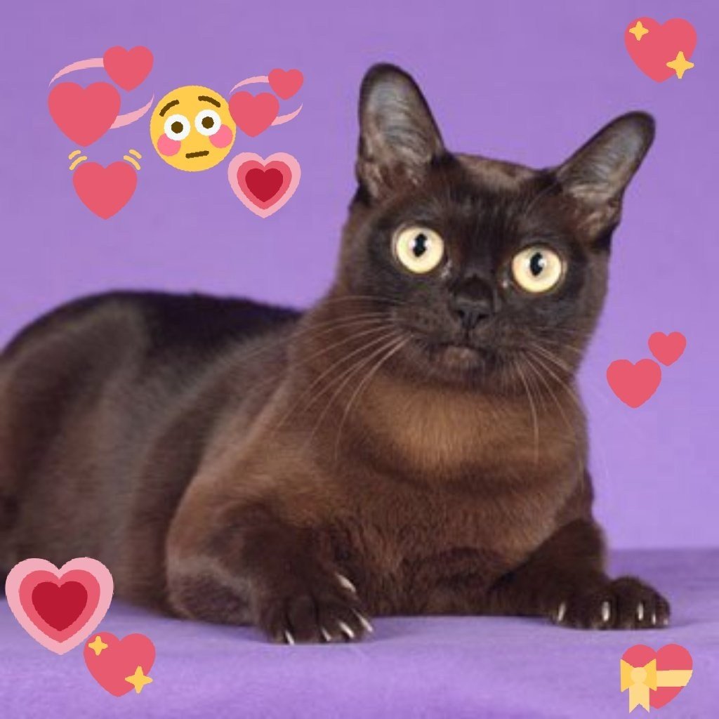 Бурма кошка