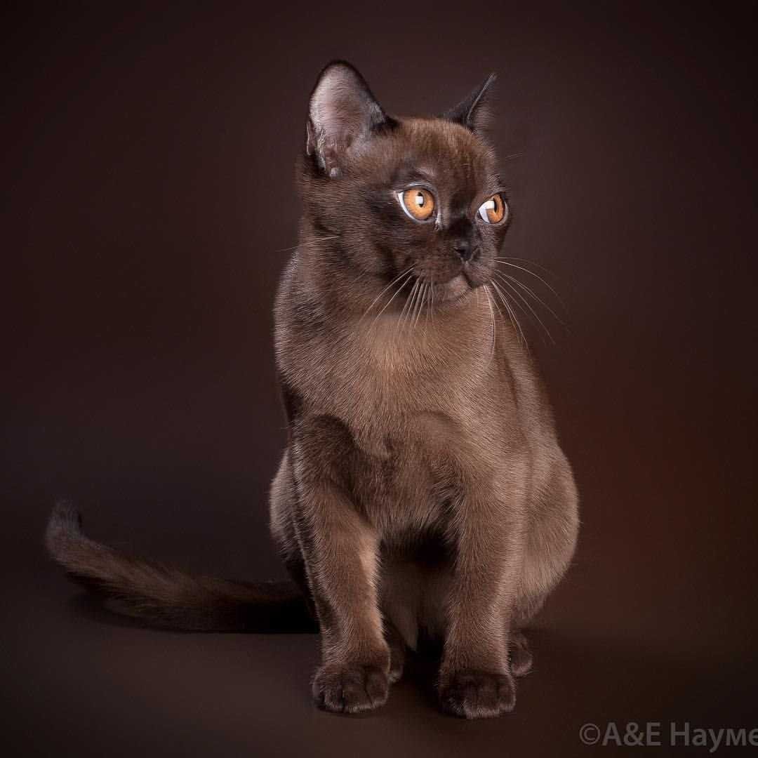 Бурма кошка