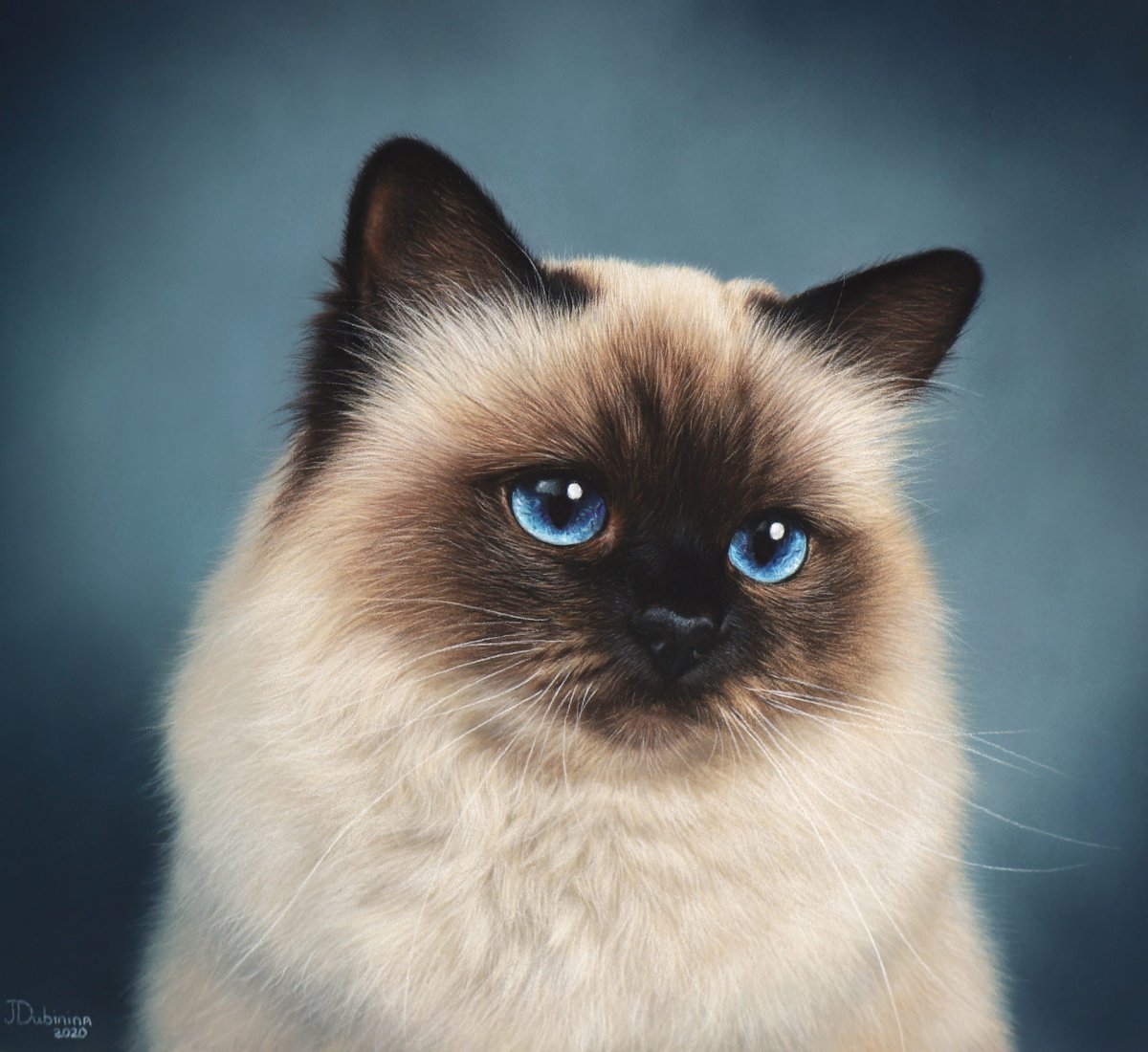 Бирманская кошка