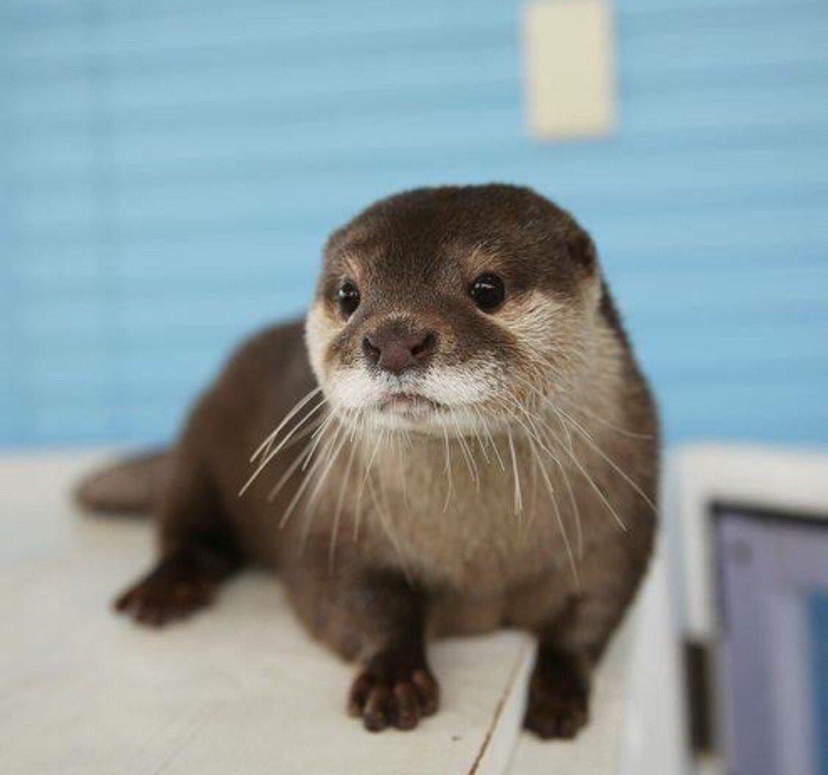 Выдра Котаро