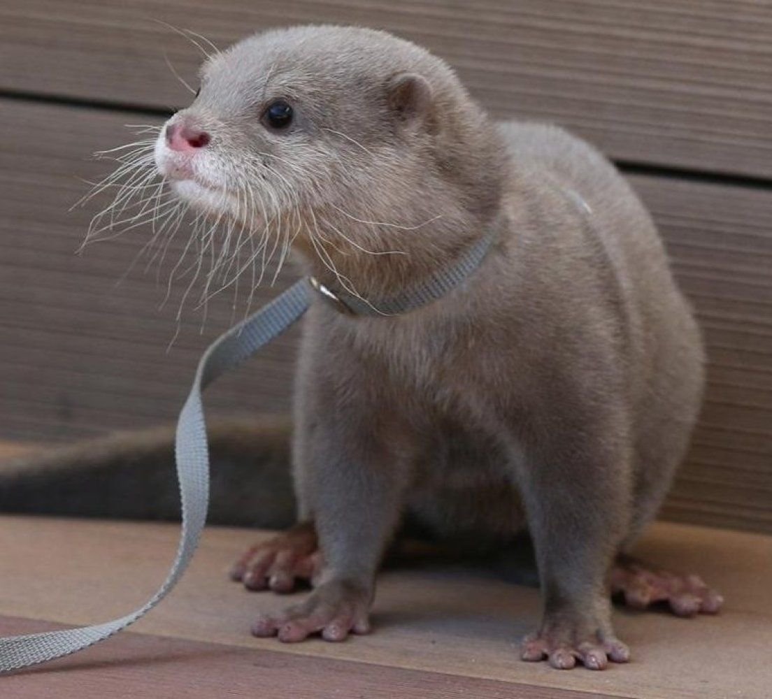 Выдра Речная детеныш