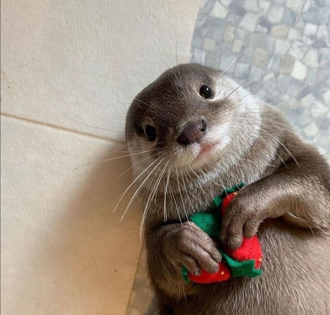 Выдра с выдренком