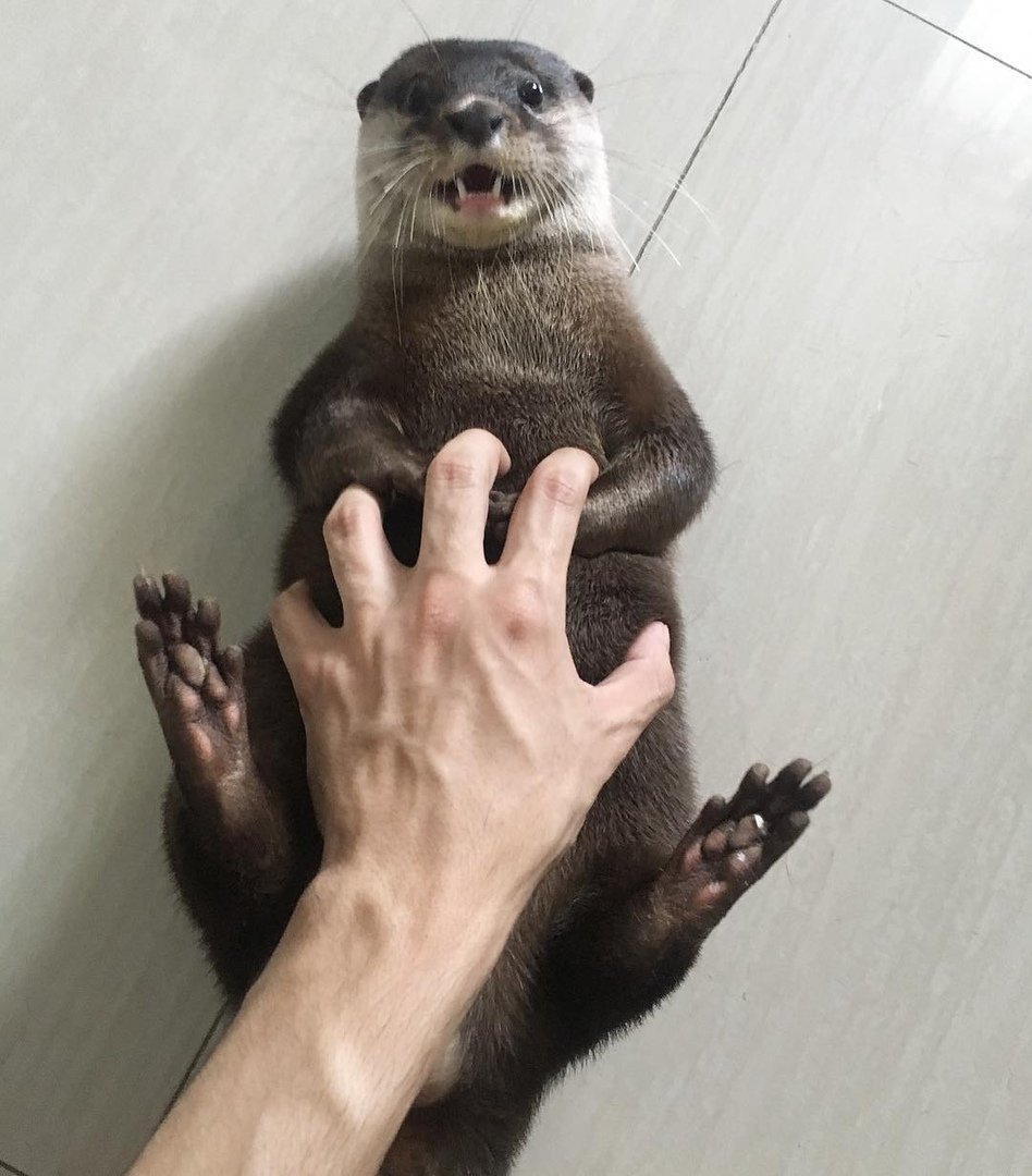 Выдры домашние