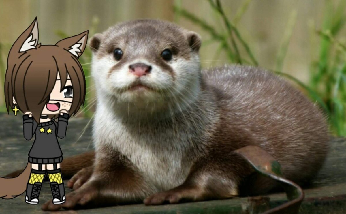 Выдра Речная маленькая