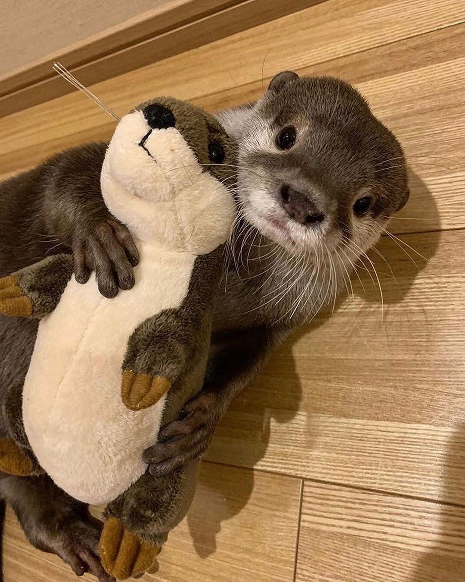 Выдренок Отто