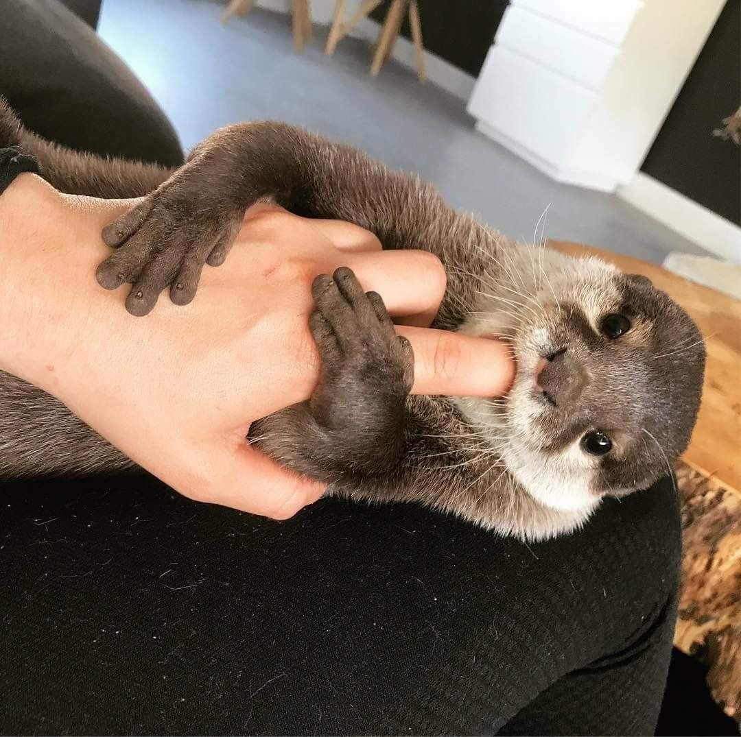 Выдры домашние