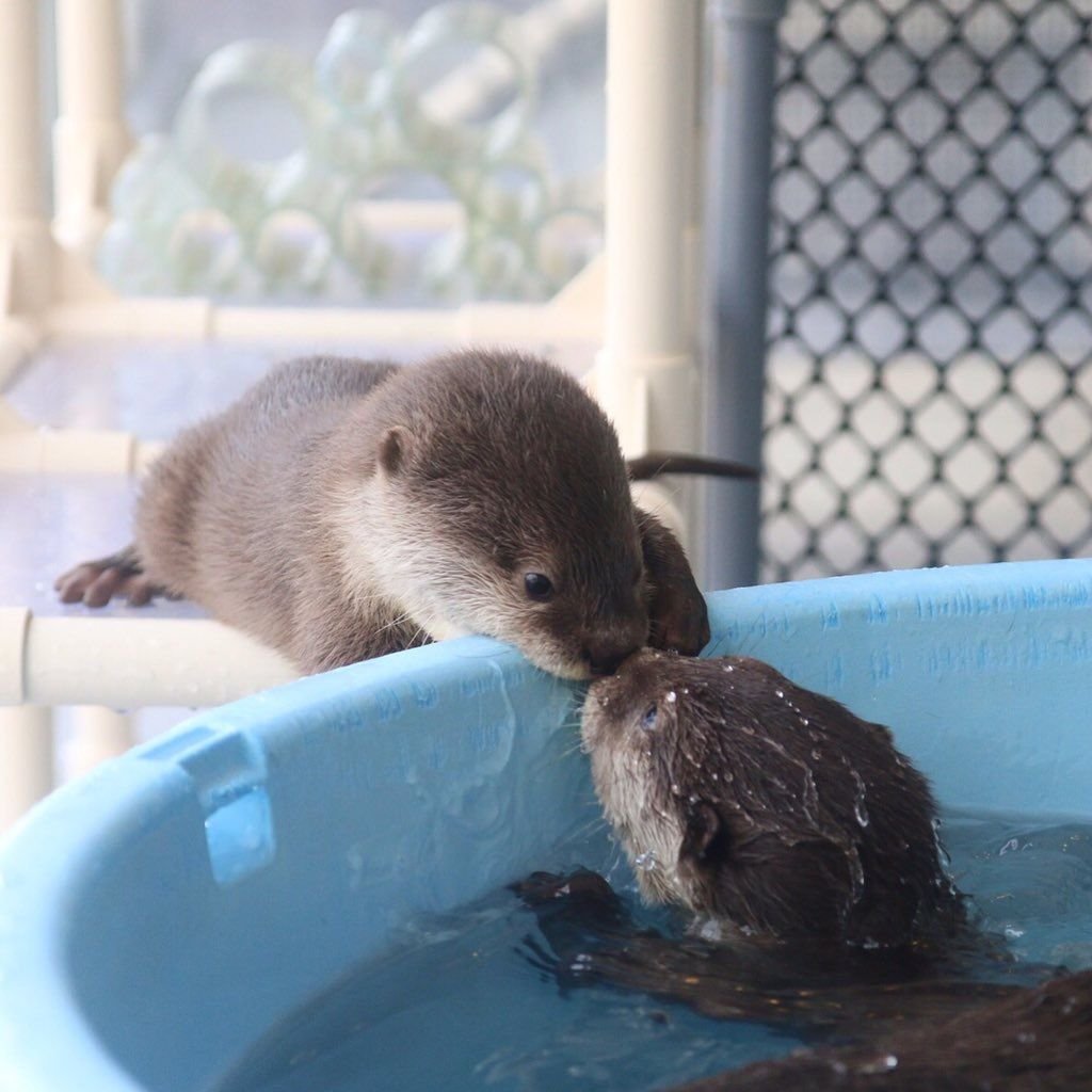 Выдра домашняя милая