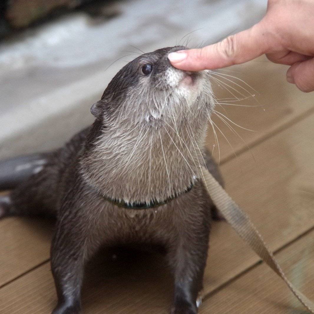 Выдры домашние