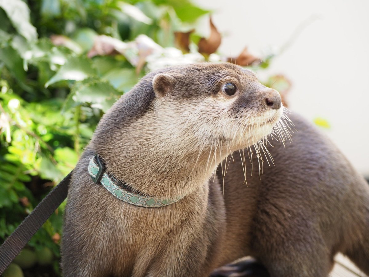 Выдра Речная