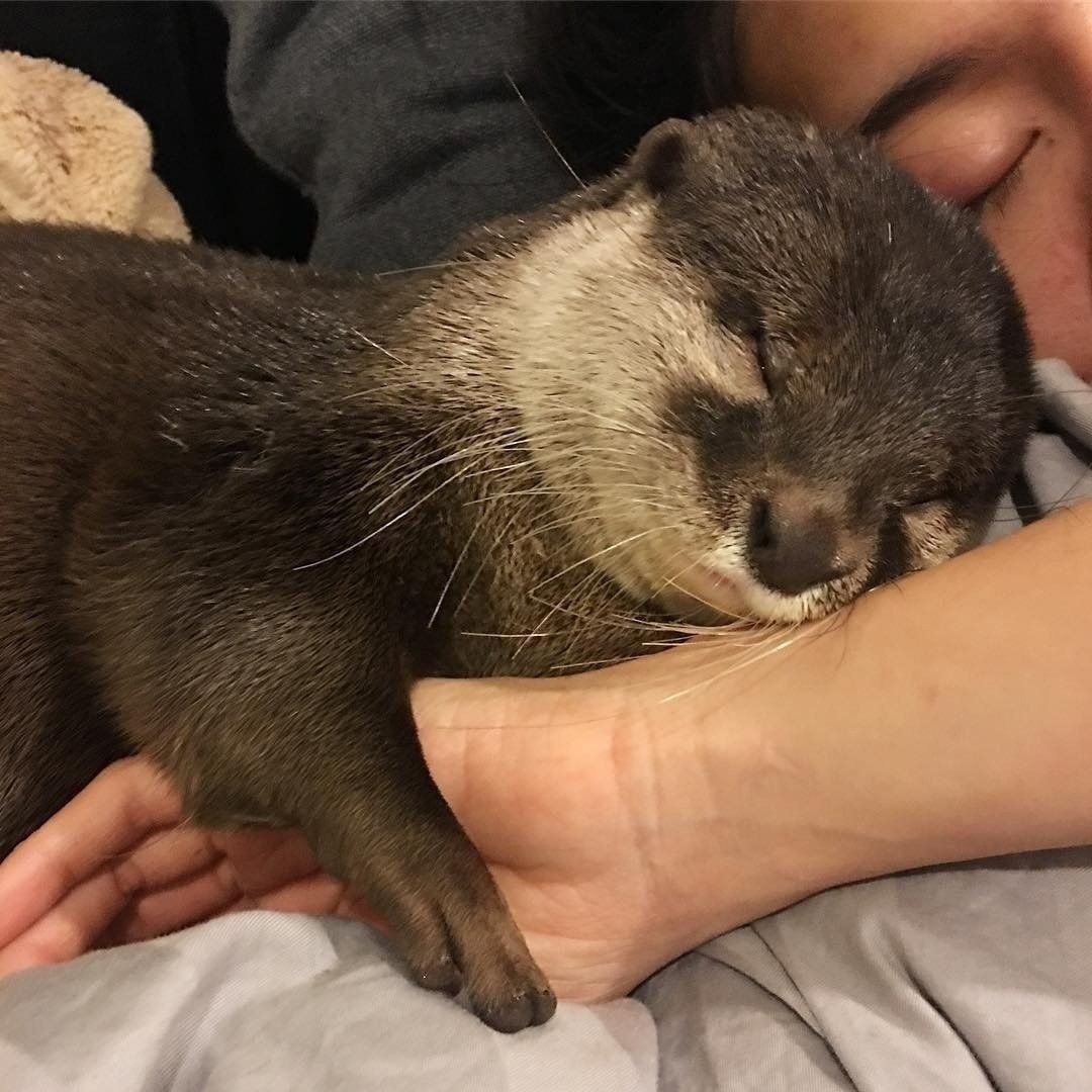 Выдра домашняя