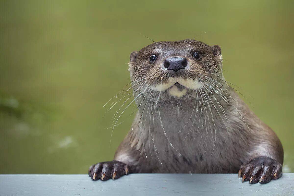 Выдра Речная