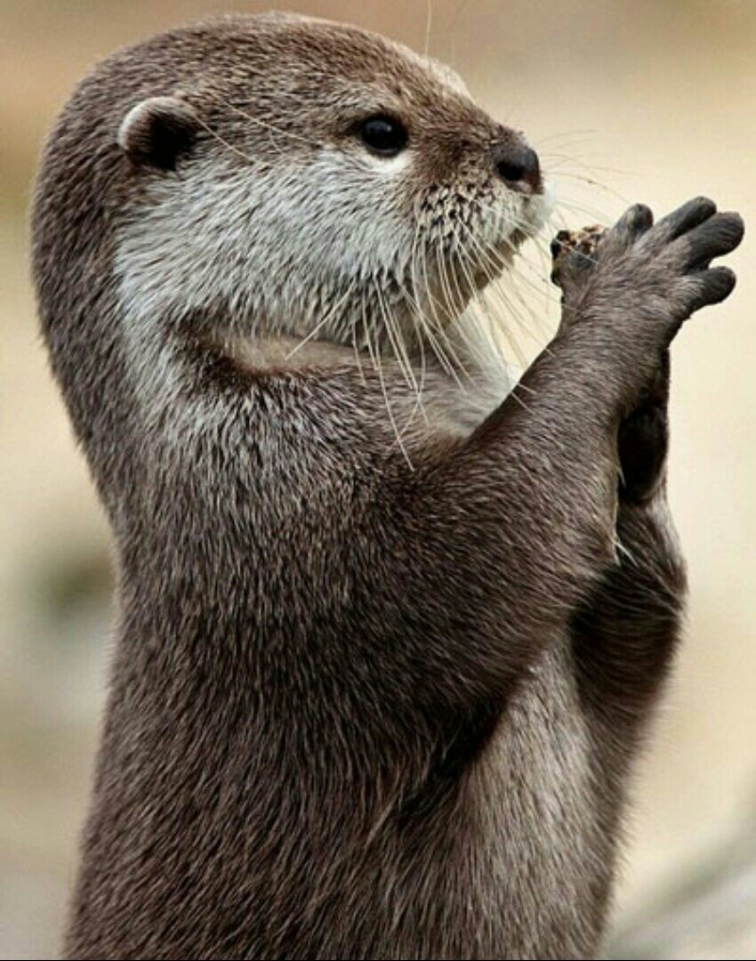 Выдра Озерная