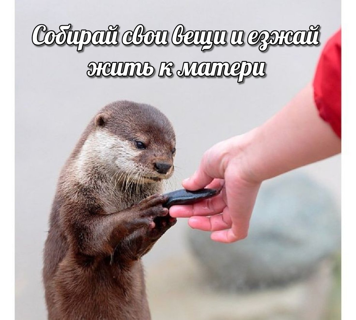 Европейская выдра