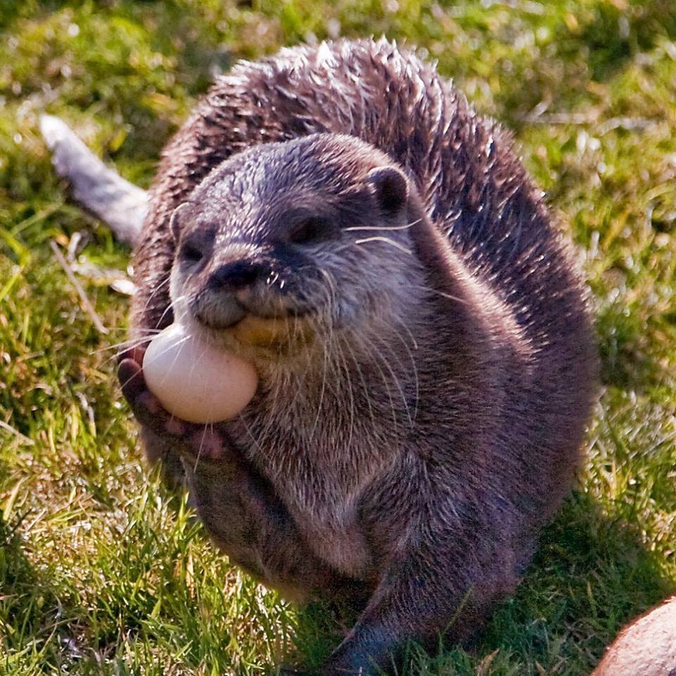 Выдра тыдра