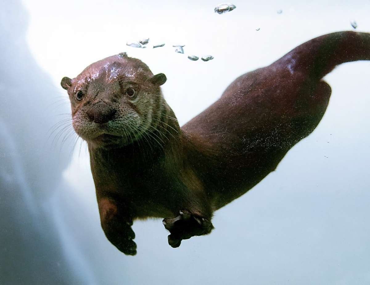 Выдра Речная