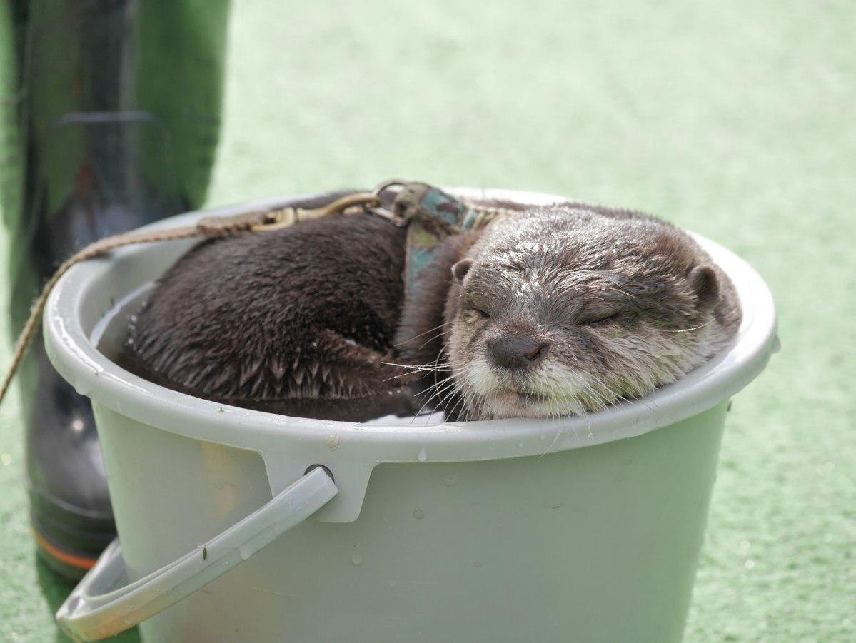 Домик выдры