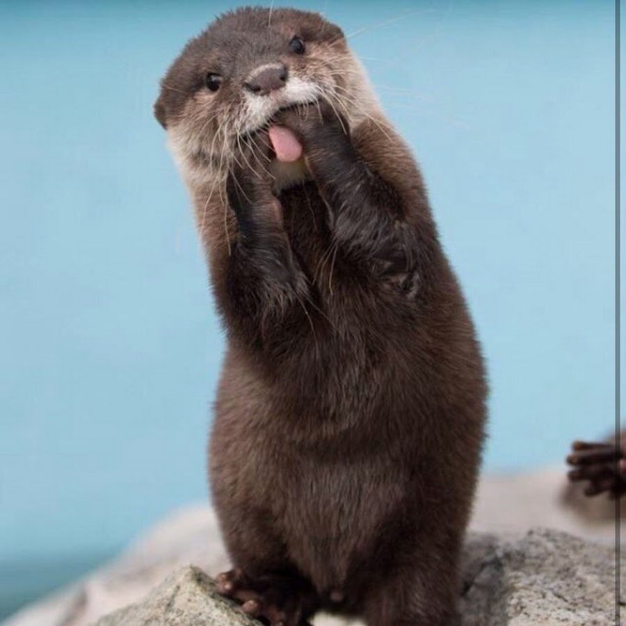 Выдренок Отто