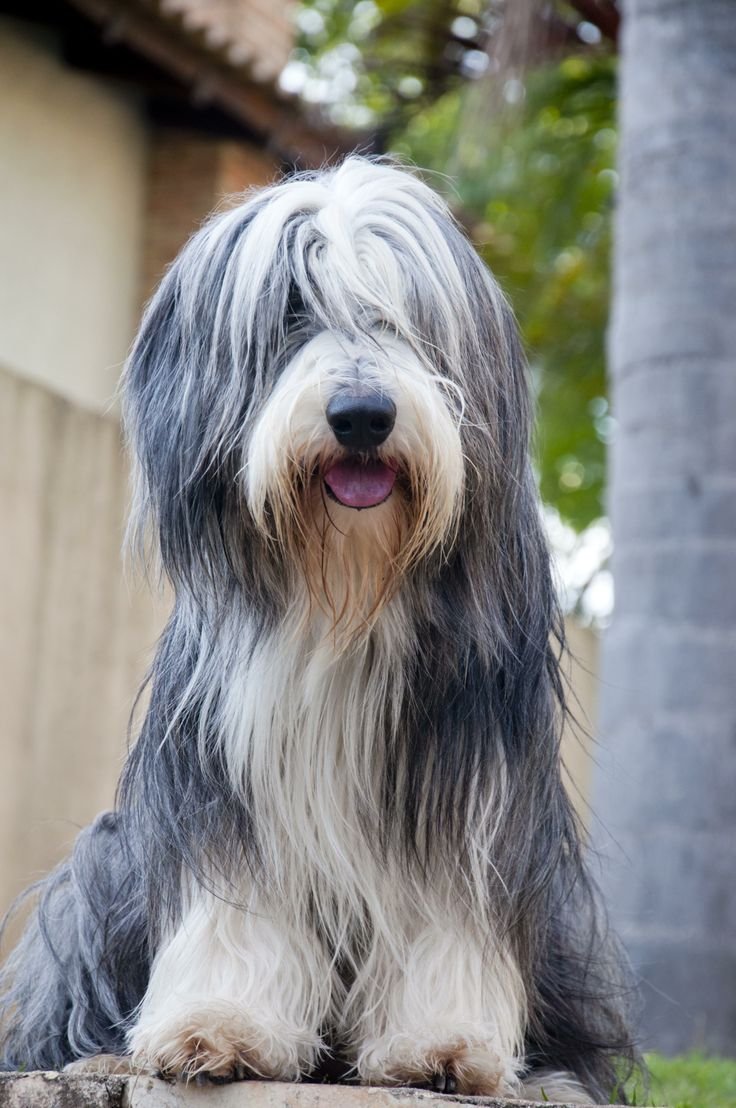 Шотландская бородатая колли