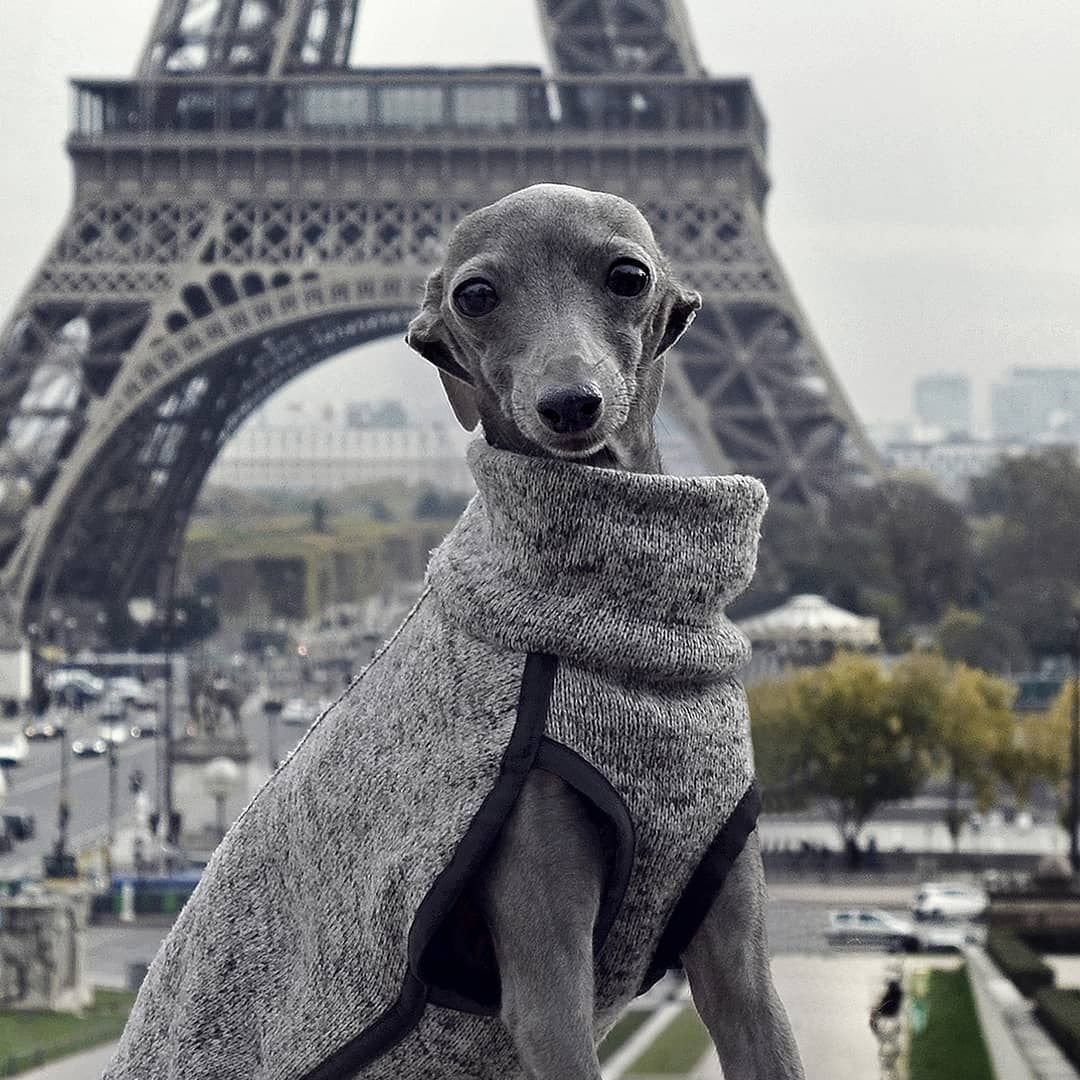 Гончая Левретка