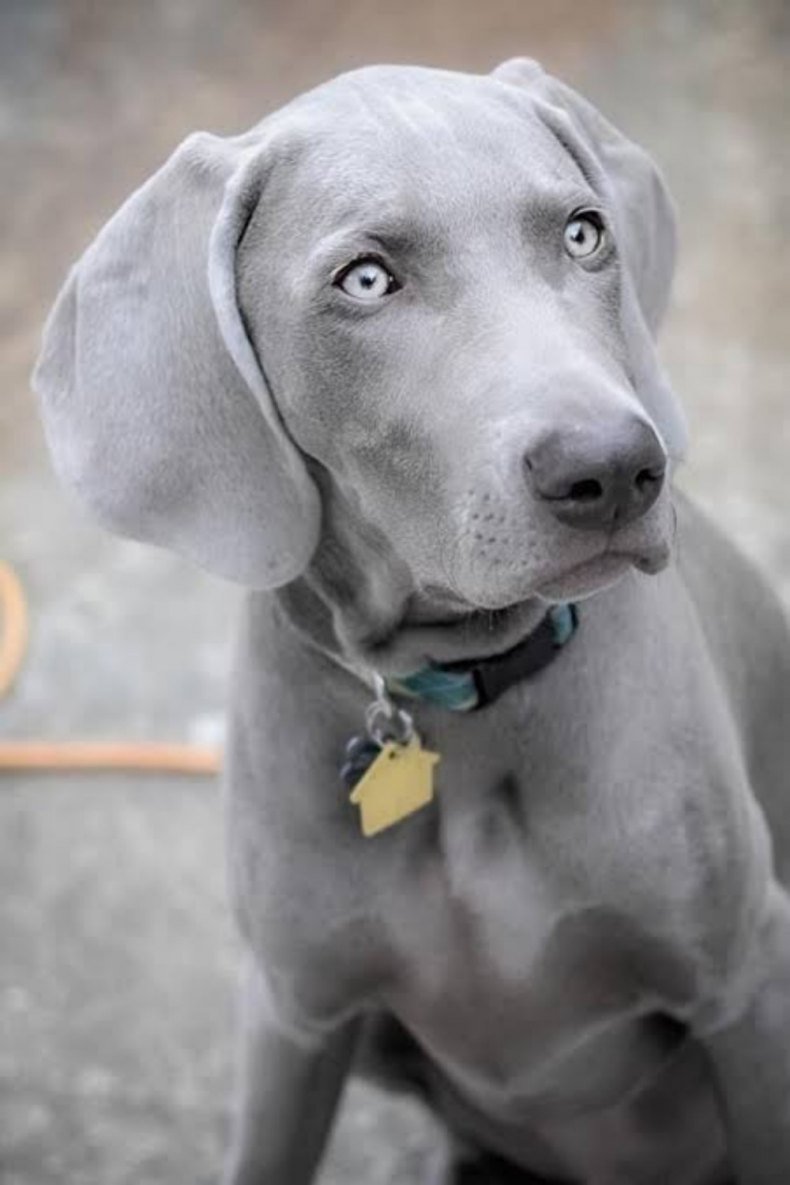 Веймаранер голубой