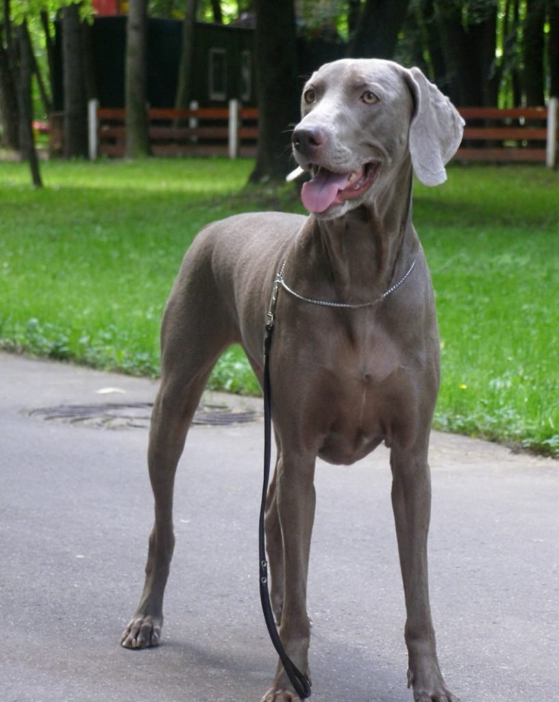 Веймаранер легавая