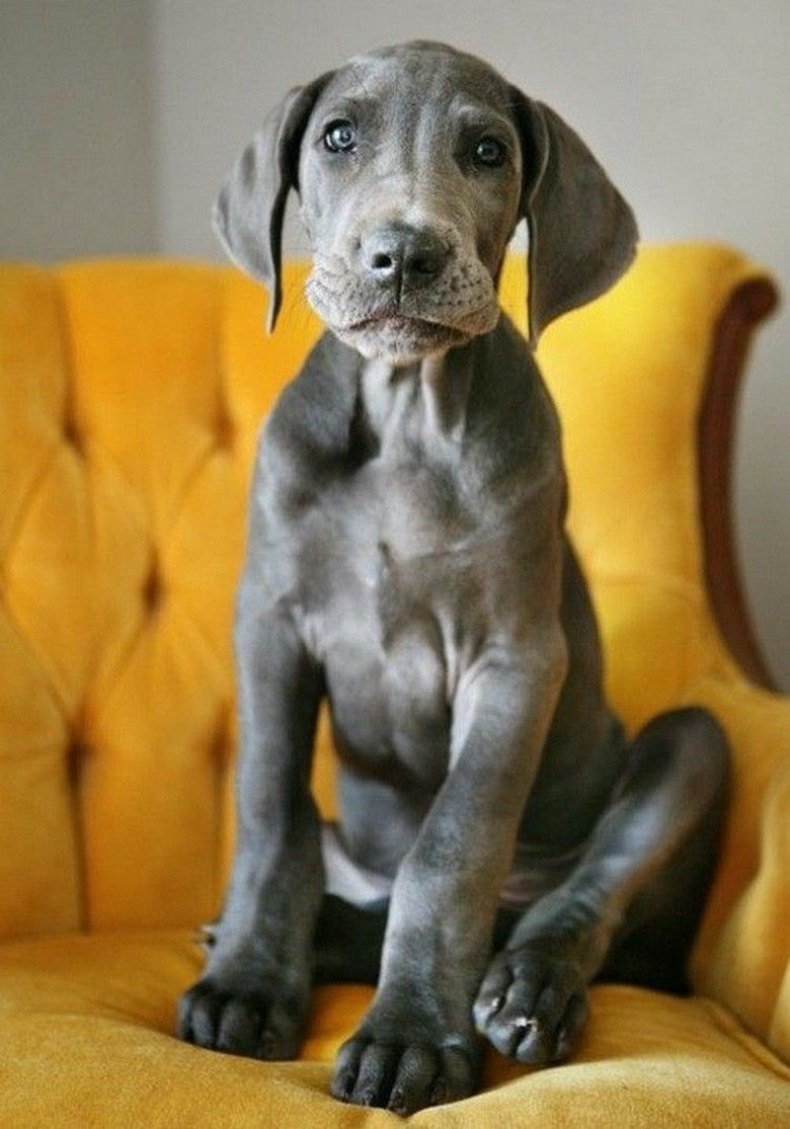 Веймаранер голубой