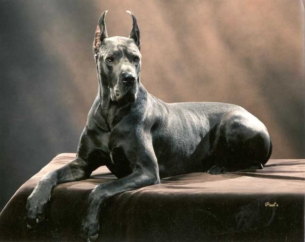 Дог Королевский чистокровный