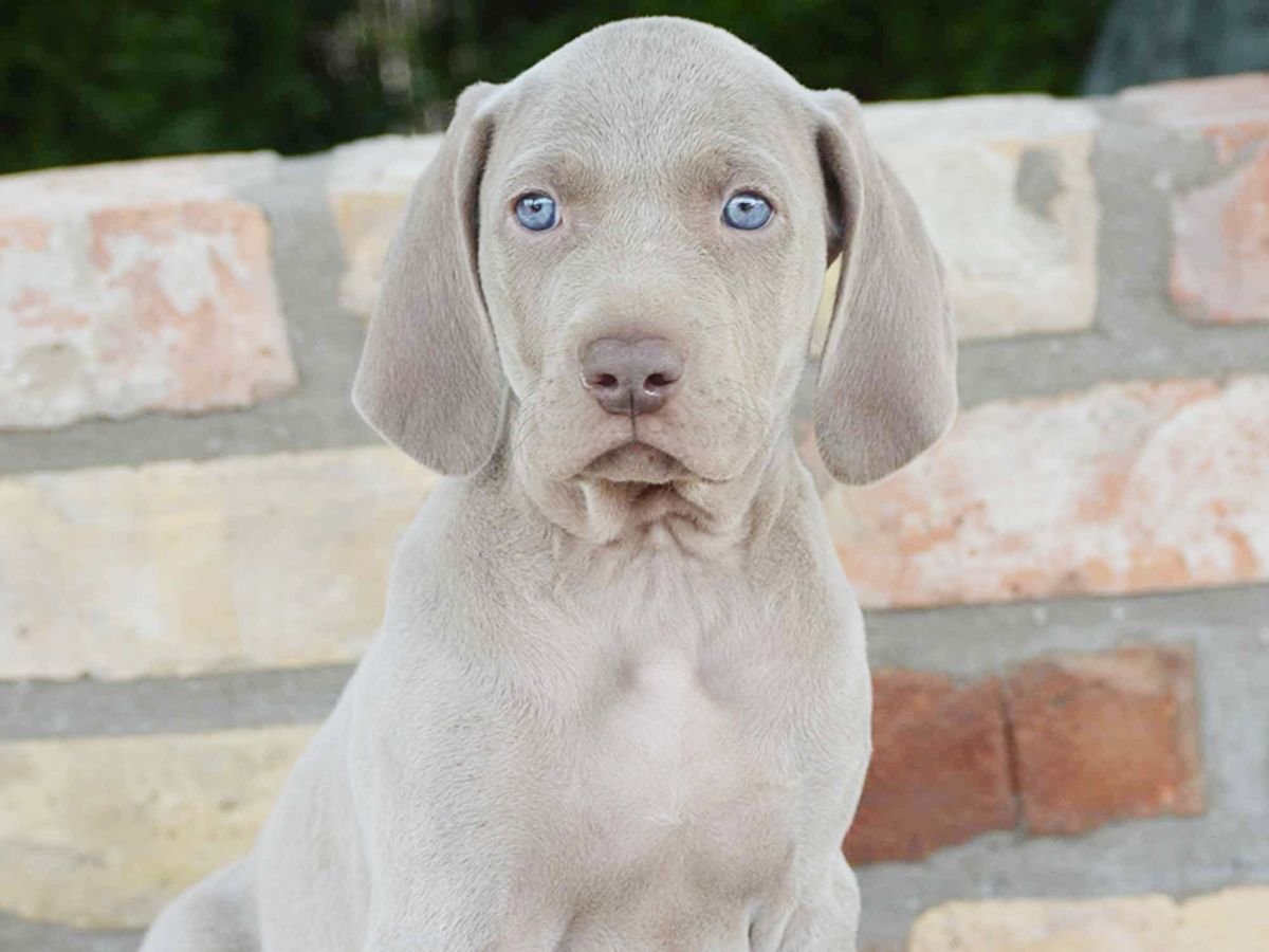 Веймаранер коричневый