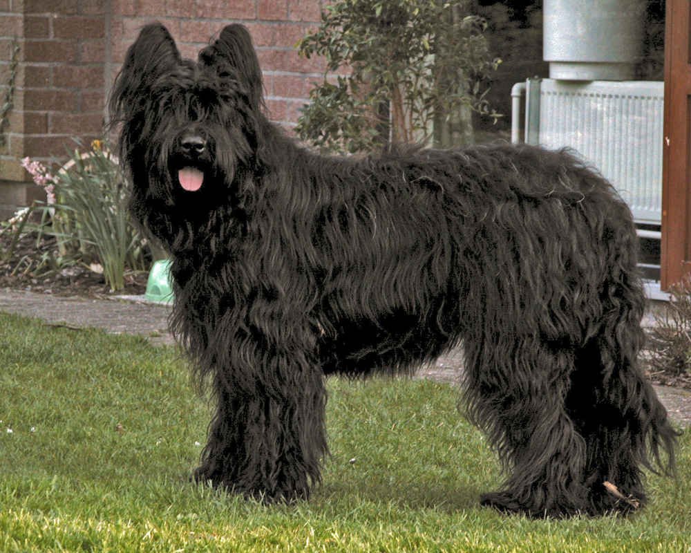 Французская овчарка Бриар