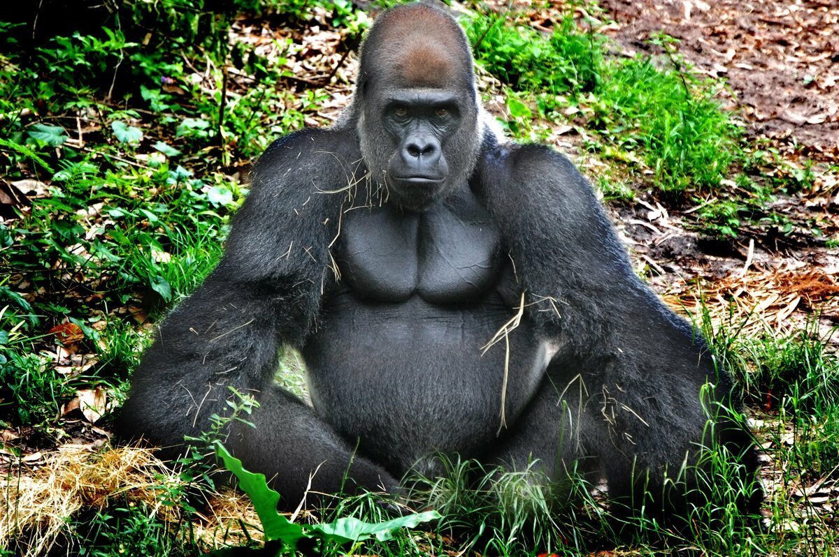 Человекообразные обезьяны гориллы