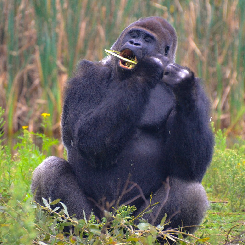 Горилла сидит