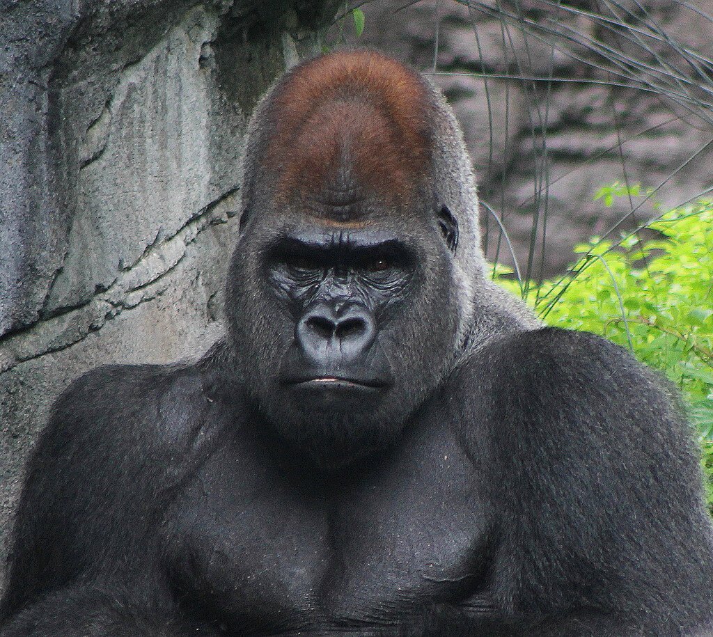 Сильвербэк горилла