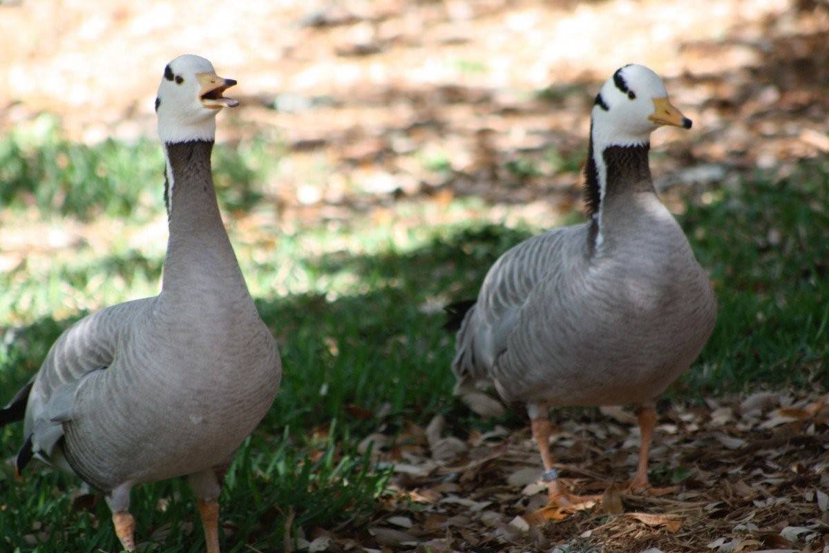 Мулард дикий