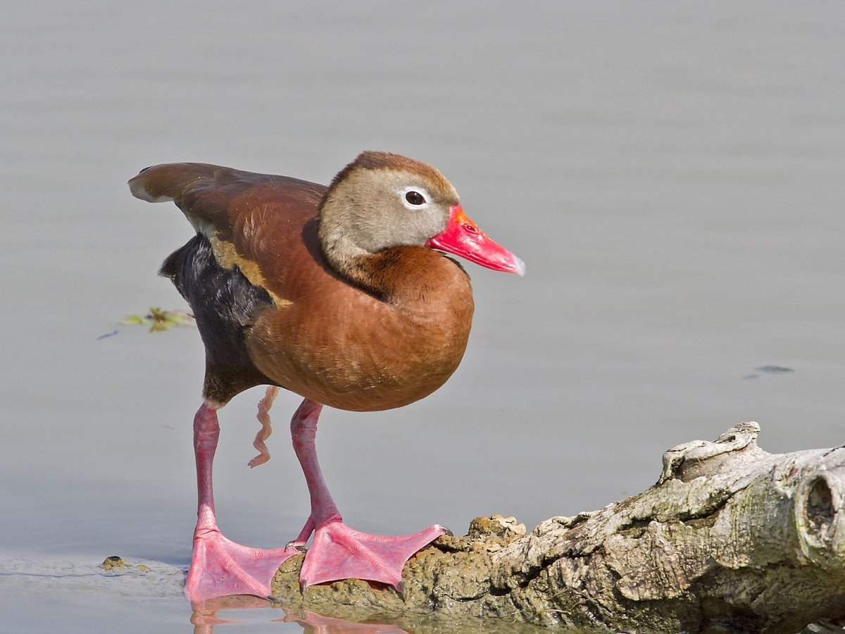 Аргентинская Озерная утка 50 см