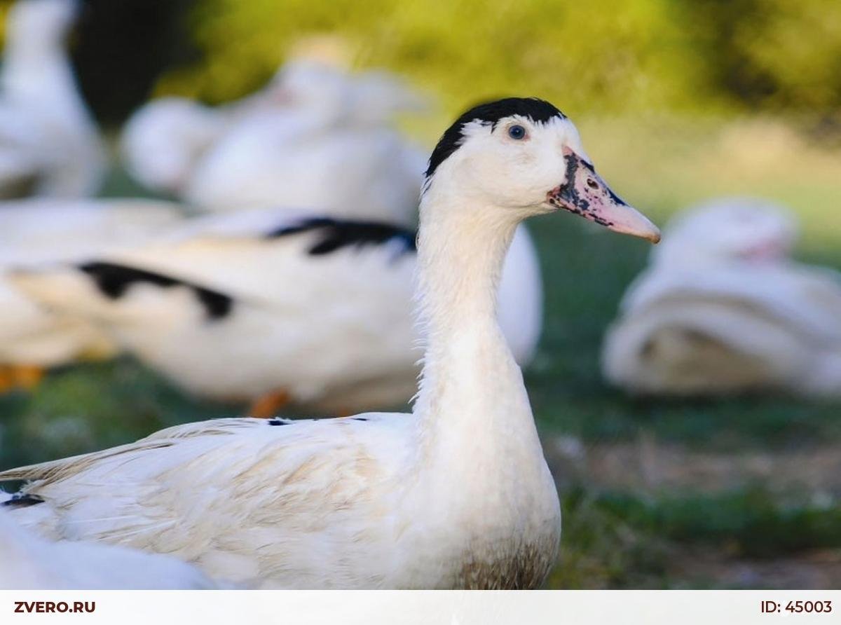 Утки муларды