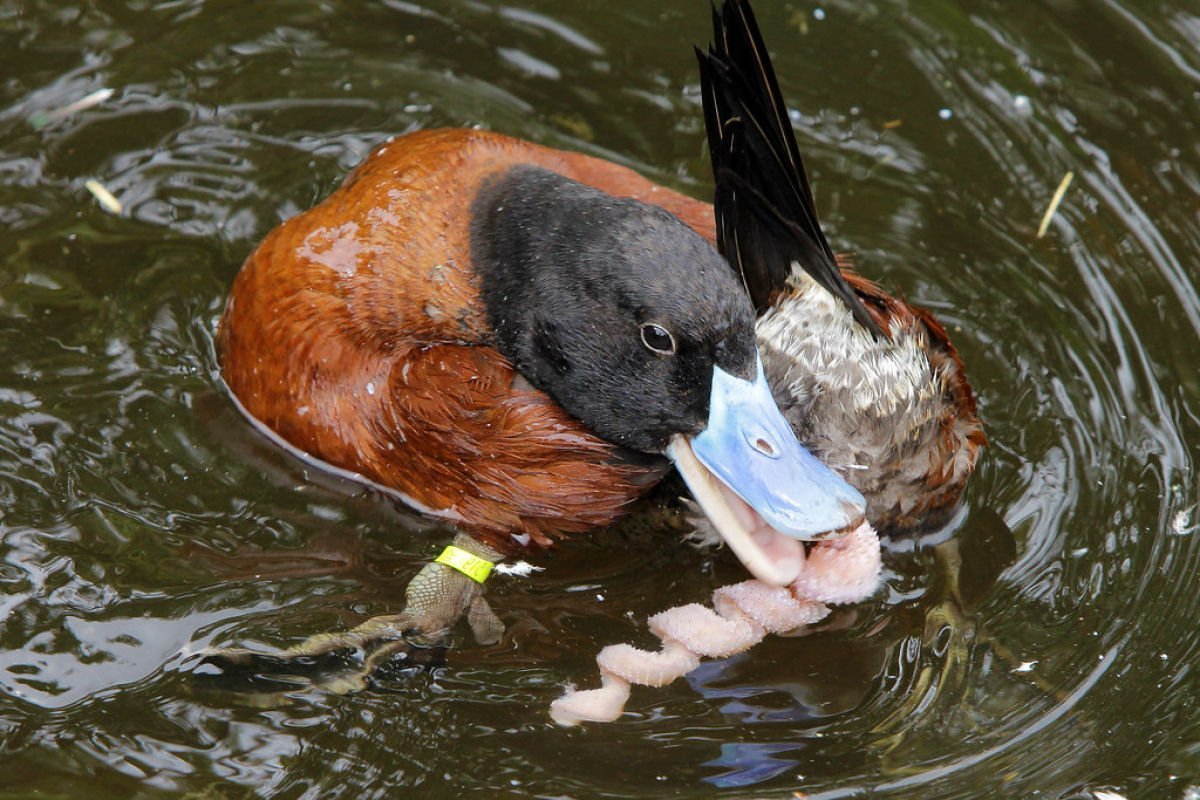 Аргентинская Озерная утка 50 см