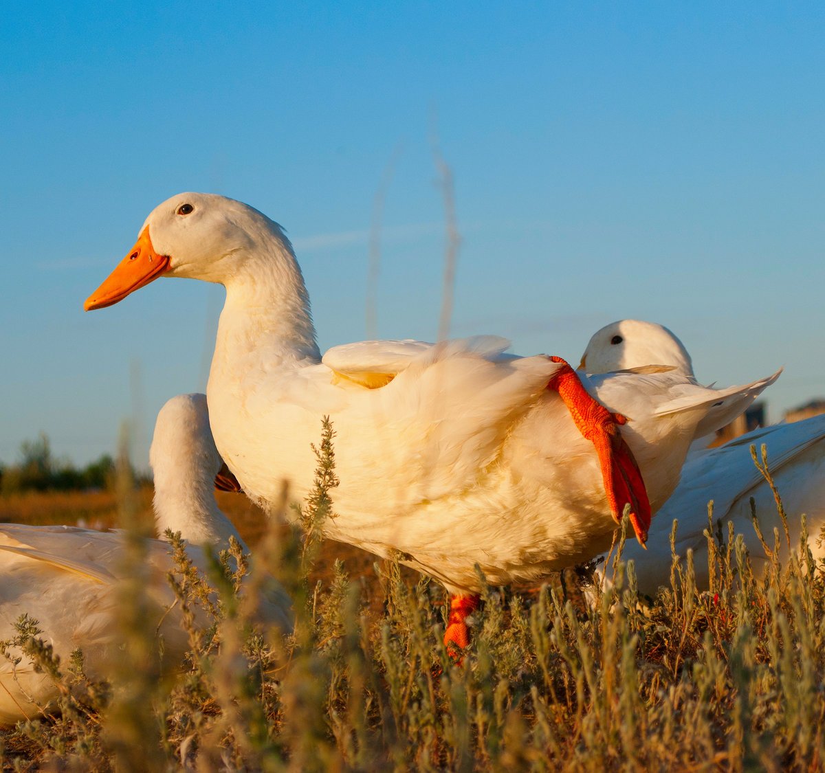 Утка кряква Гусь